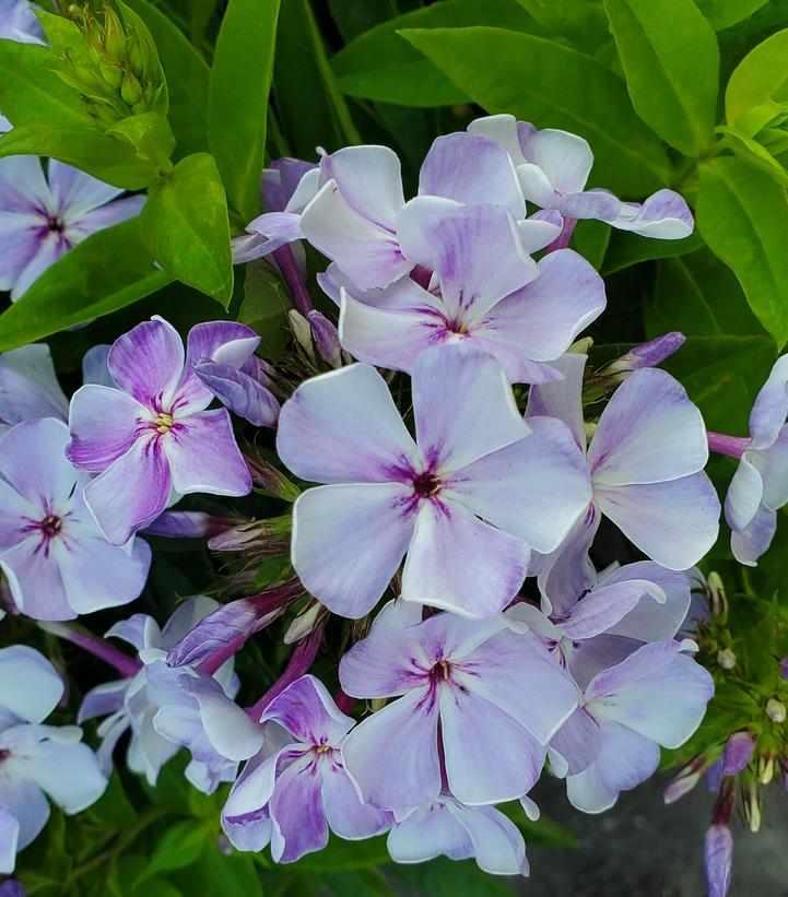 Volcano® Lilac Splash Garden Phlox