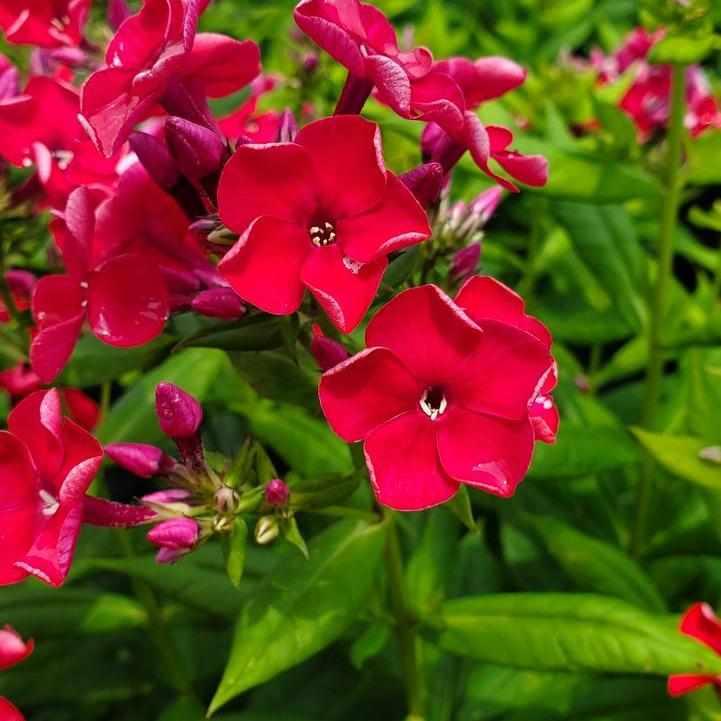 Volcano® Red Garden Phlox
