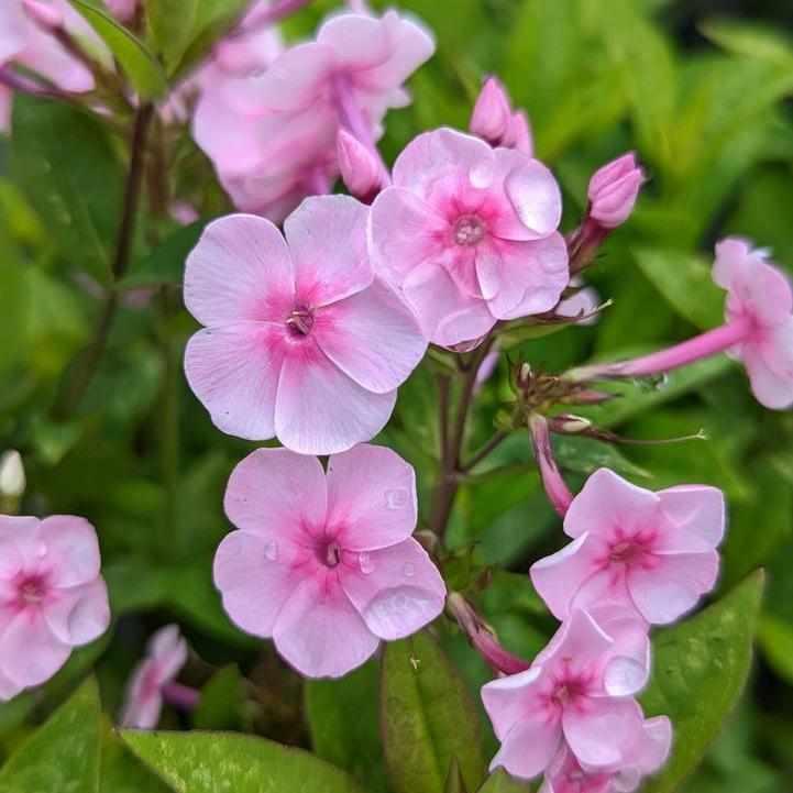 Volcano® Soft Pink with Dark Eye Garden Phlox