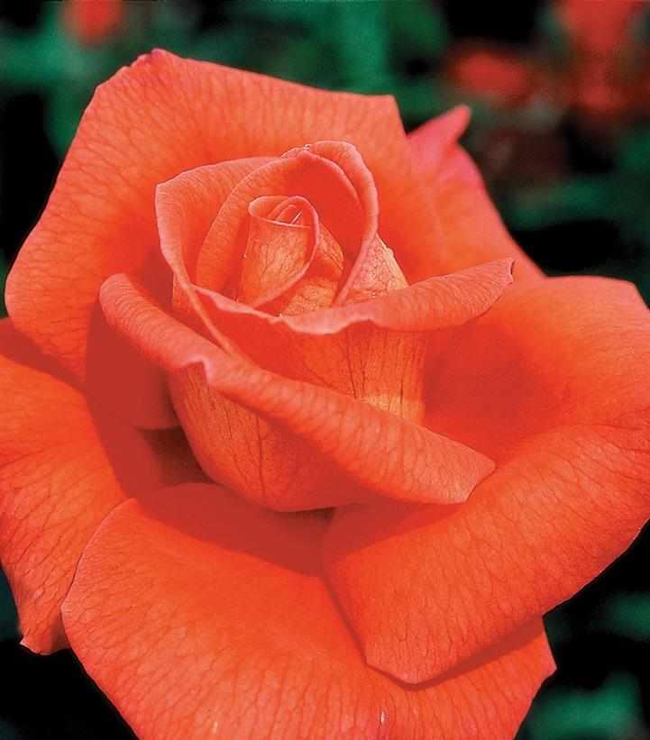 Voodoo Hybrid Tea Rose