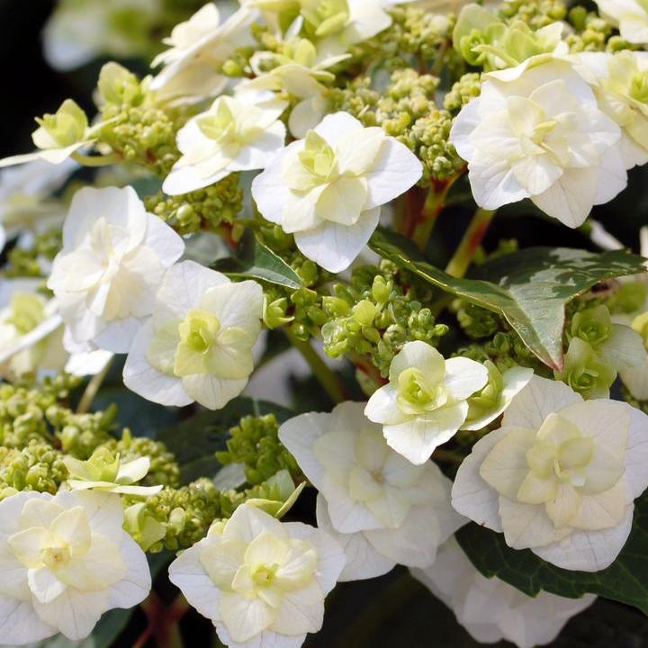 Wedding Gown® Hydrangea