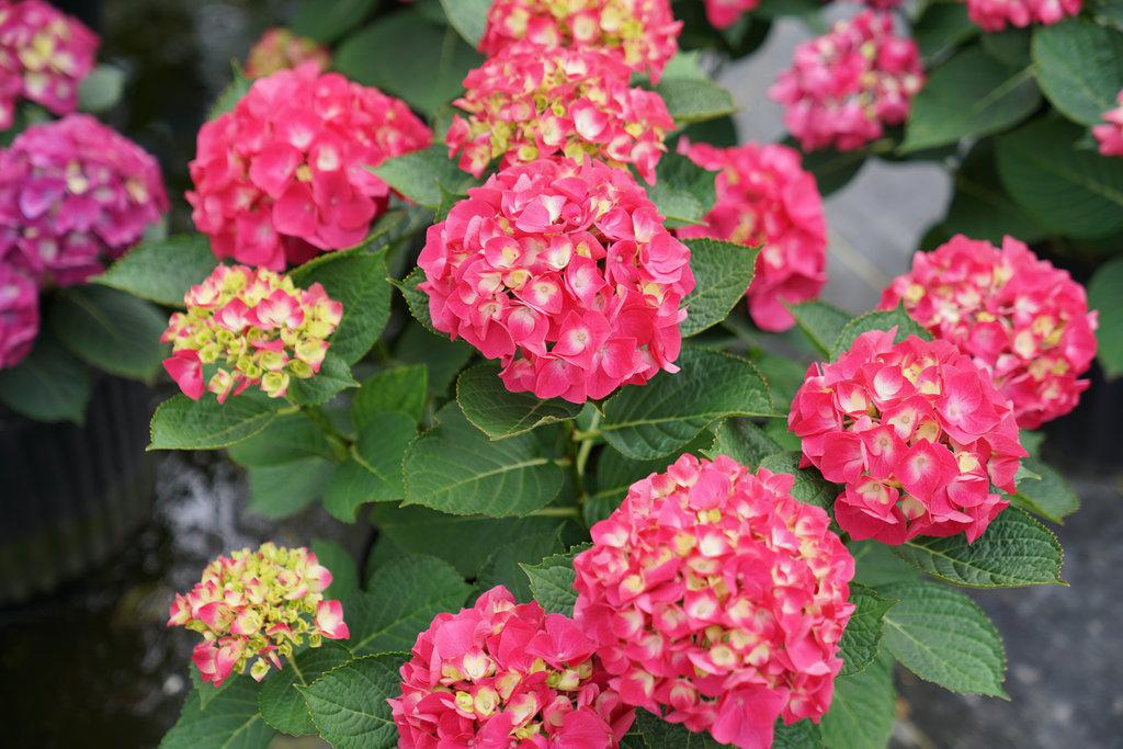 Wee Bit Giddy® Bigleaf Hydrangea