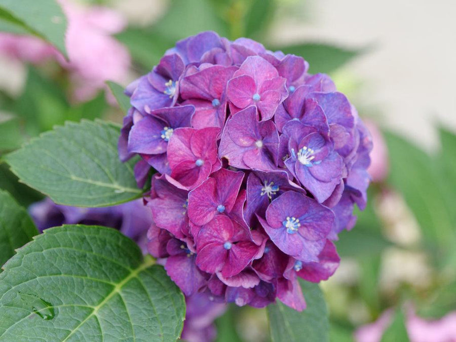 Wee Bit Grumpy® Bigleaf Hydrangea