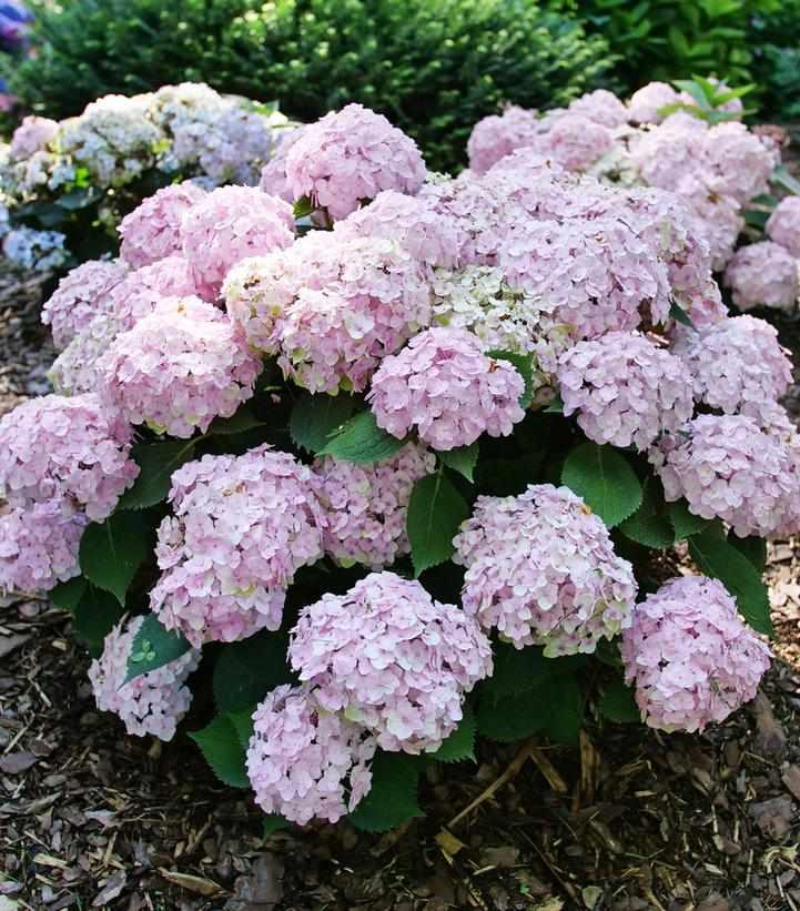 Wee Bit Innocent® Hydrangea