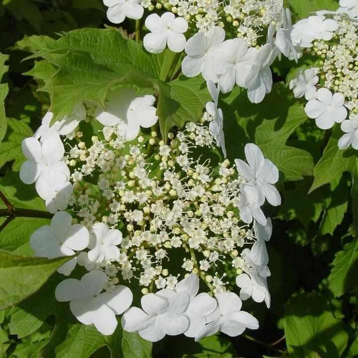 Wentworth Viburnum