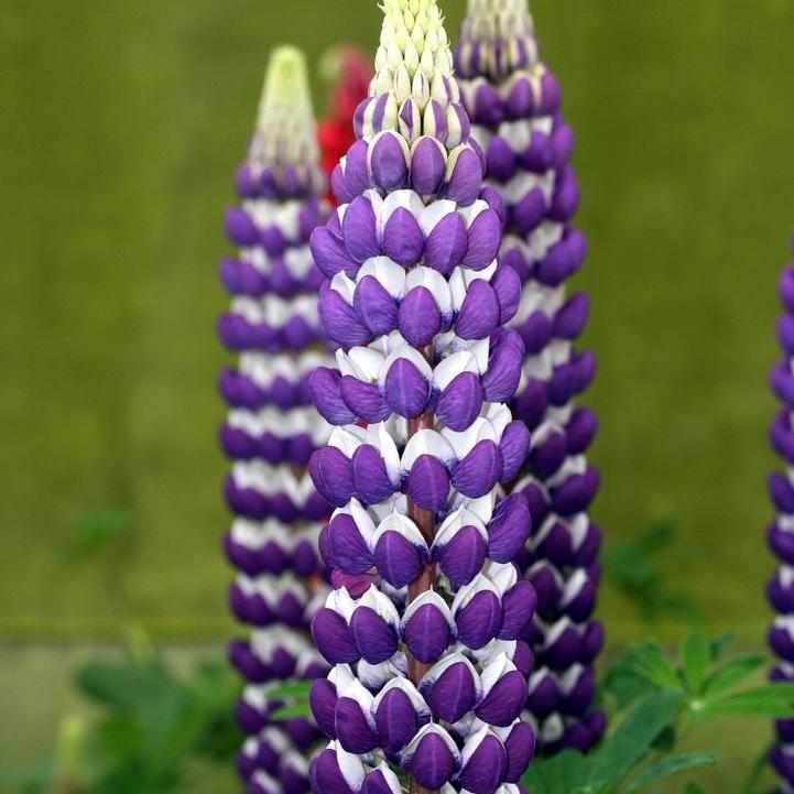 West Country® 'Blacksmith' Lupine