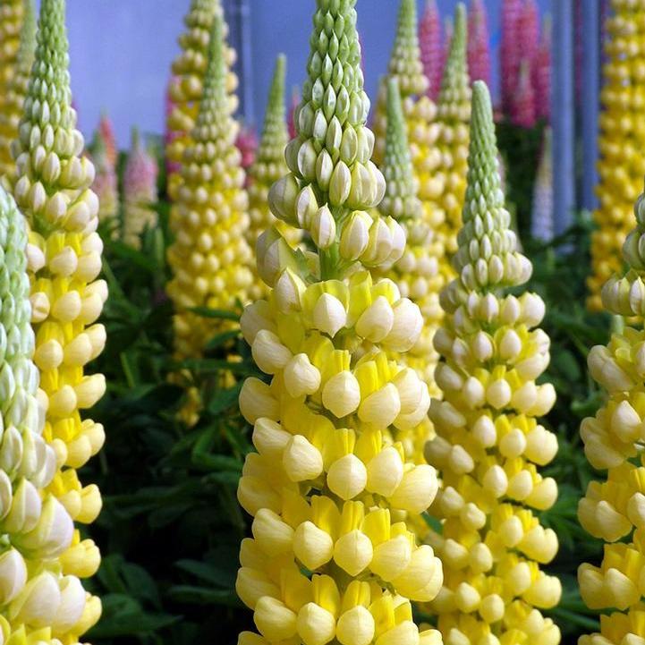 West Country® 'Desert Sun' Lupine
