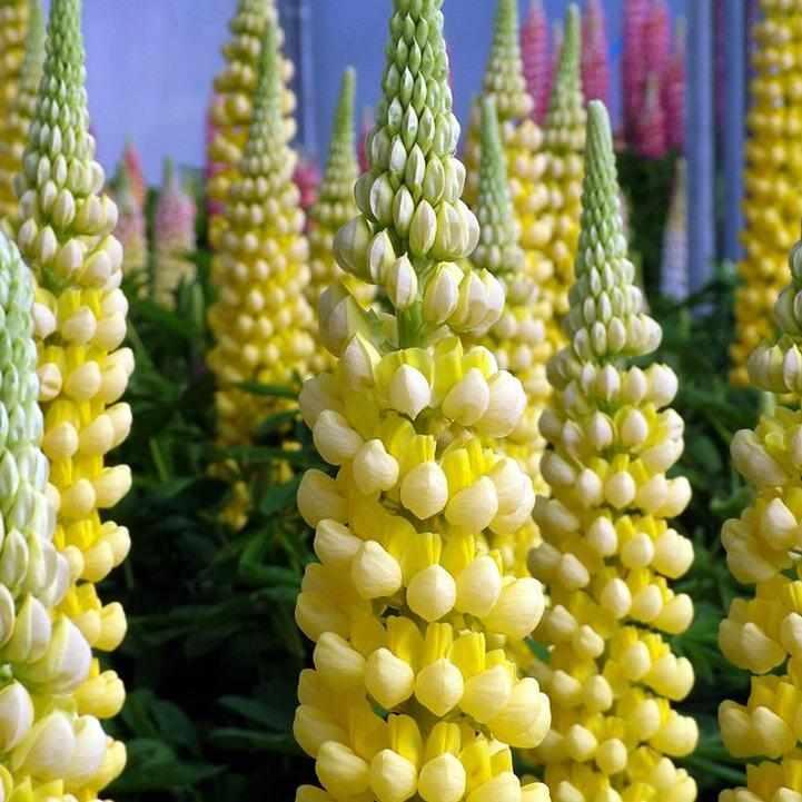 West Country® 'Desert Sun' Lupine