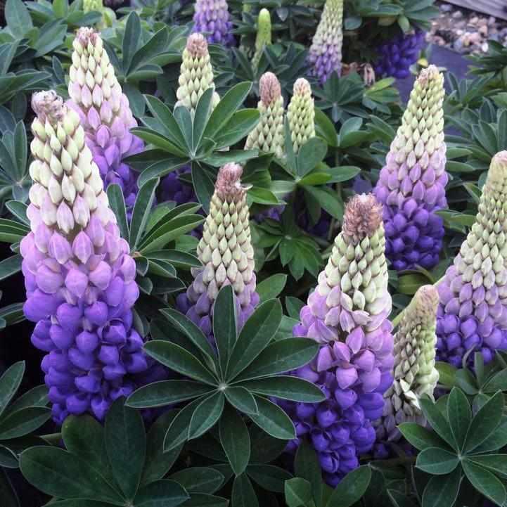 West Country® 'Persian Slipper' Lupine