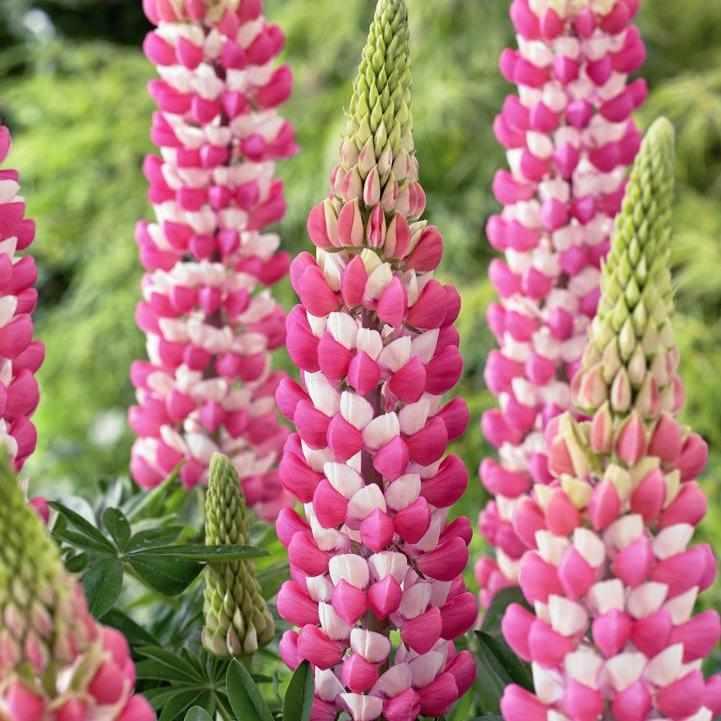 West Country® 'Rachel de Thame' Lupine