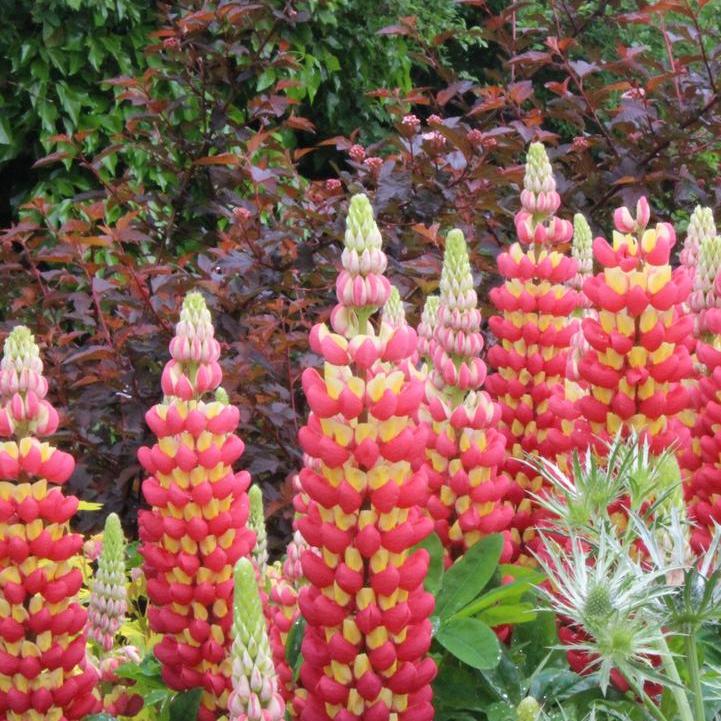 West Country® 'Tequila Flame' Lupine