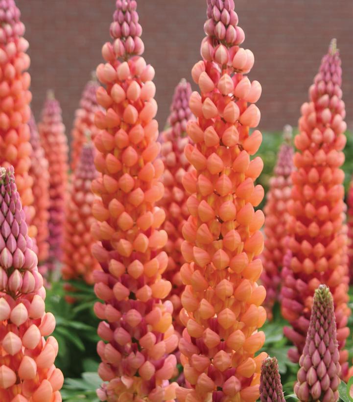 Westcountry™ Salmon Star Lupine