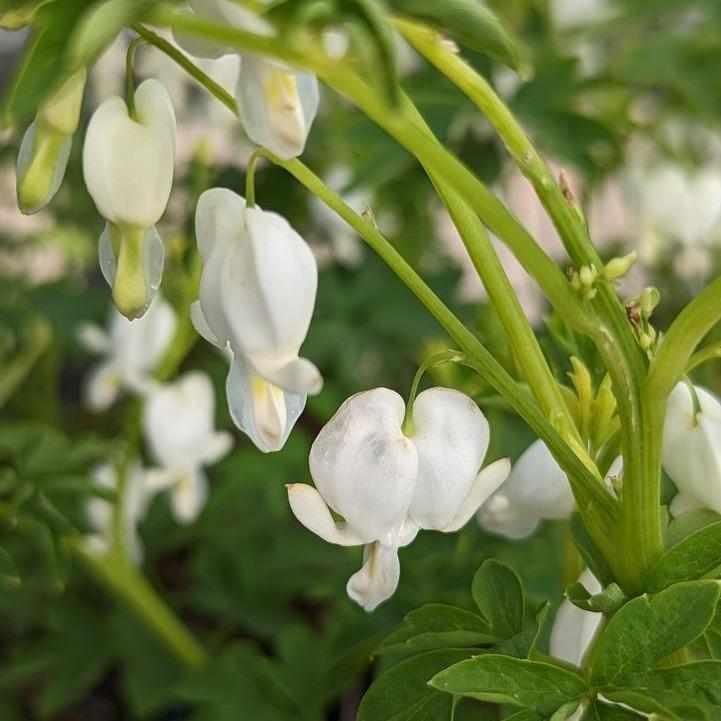 White Bleeding Heart