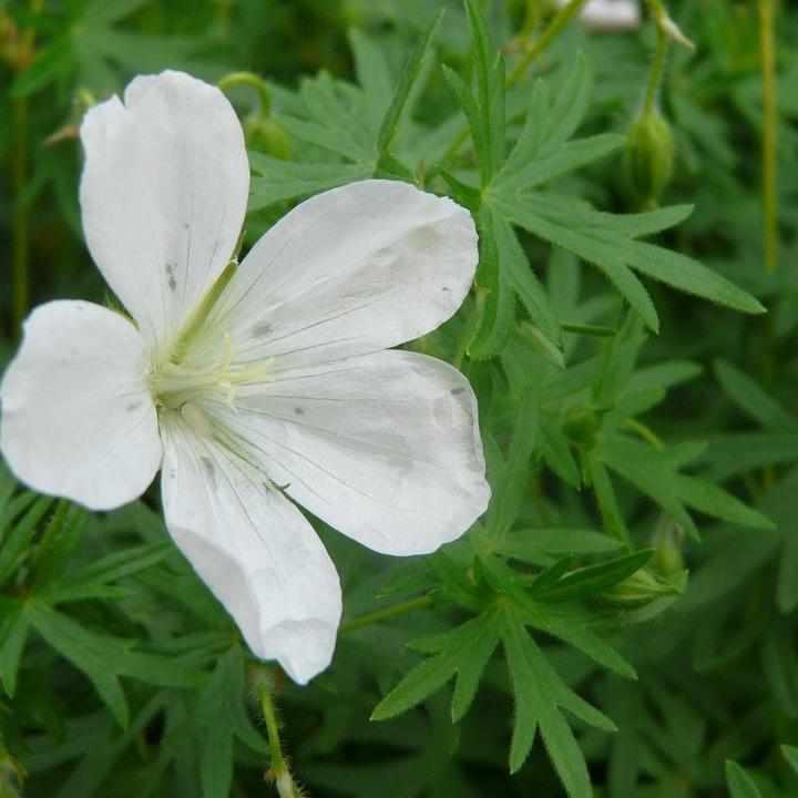 White Cranesbill Geranium