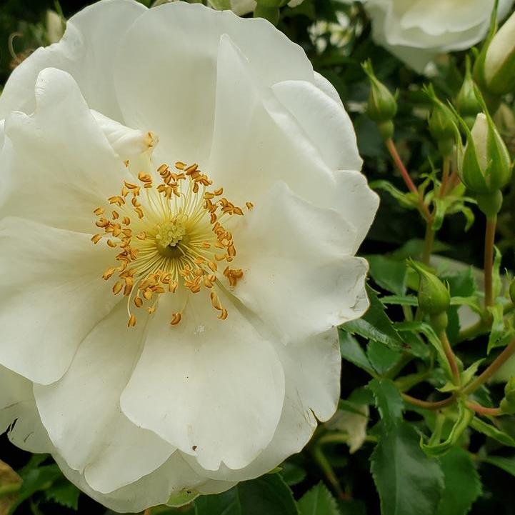 White Dawn Climbing Rose