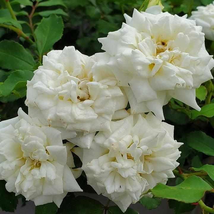 White Drift® Rose