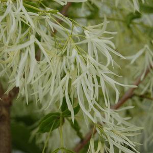 White Fringetree
