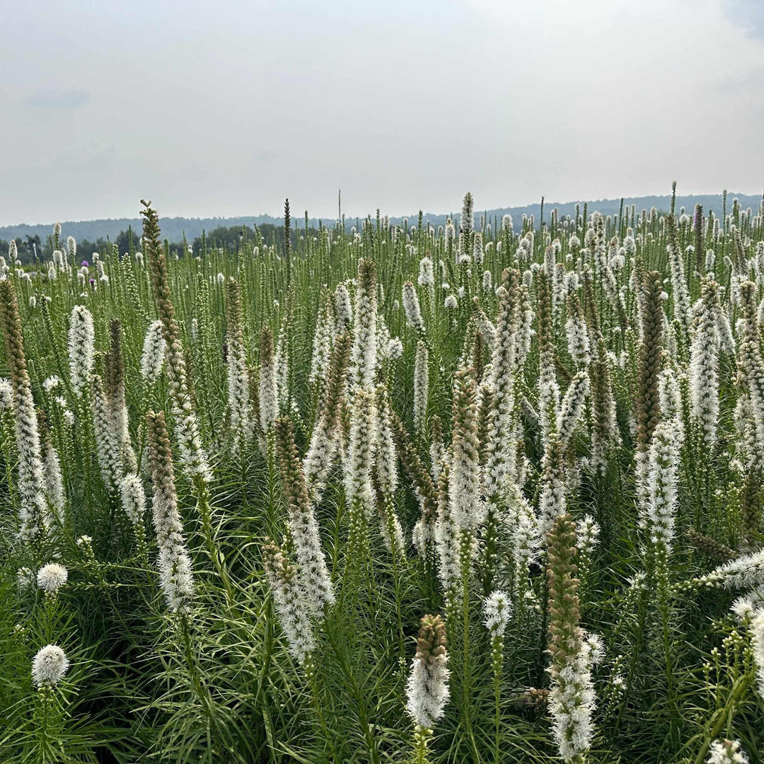White Gayfeather