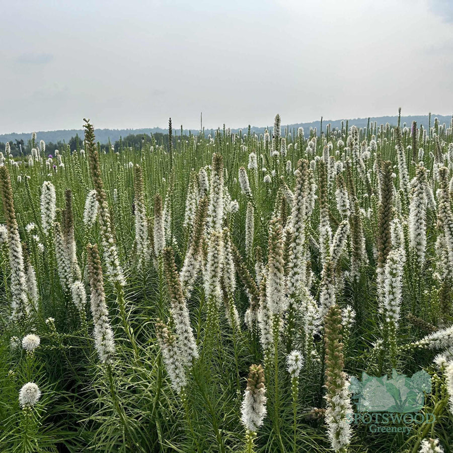 liatris-spicata-alba