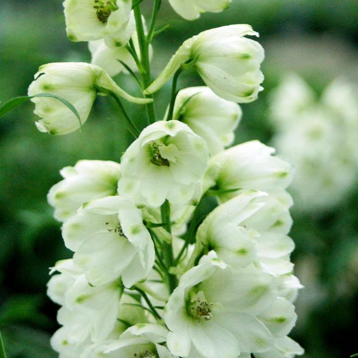 White Guardian Larkspur
