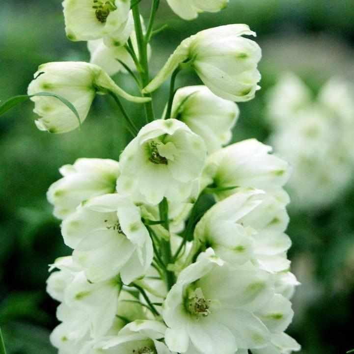 White Guardian Larkspur