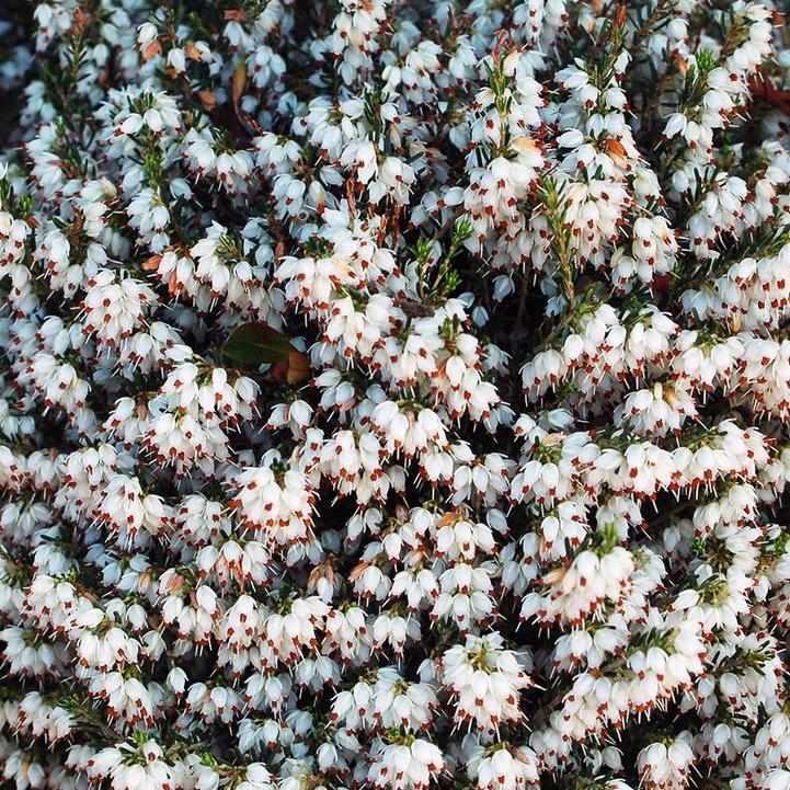White Heather