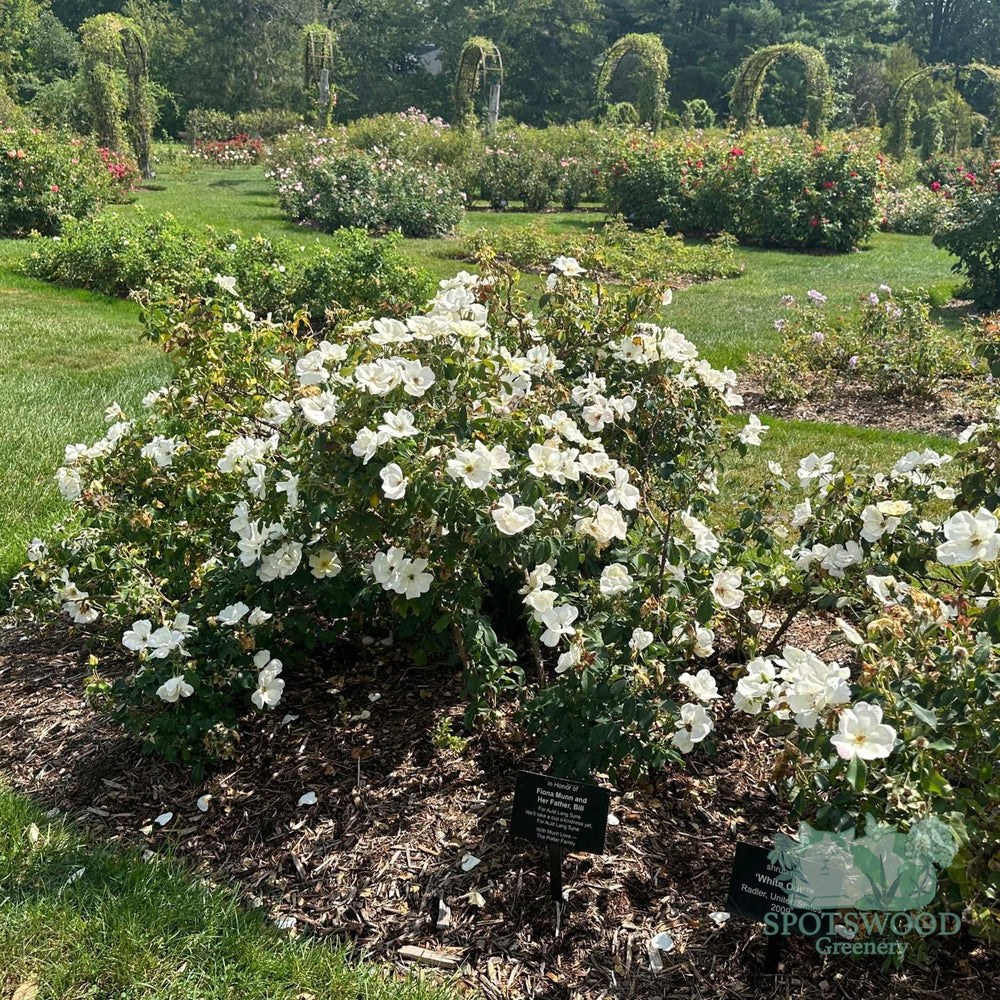 rosa-white-knock-out