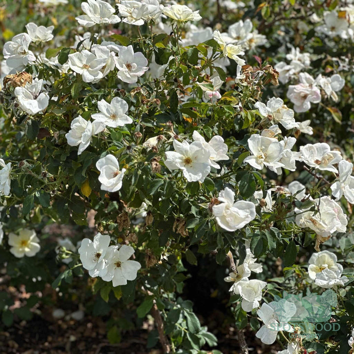 rosa-white-knock-out