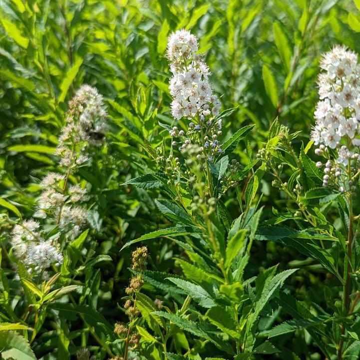 White Meadowsweet