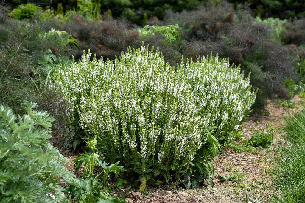 White Profusion Meadow Sage