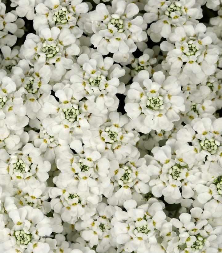 White Shadow Candytuft
