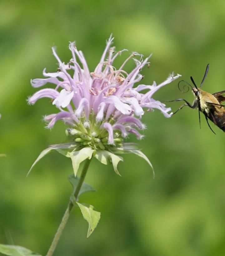 Wild Bergamot