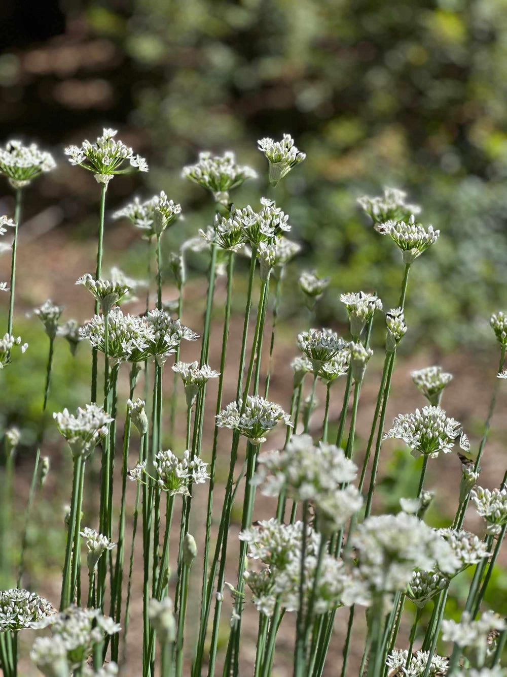 Wild Nodding Onion