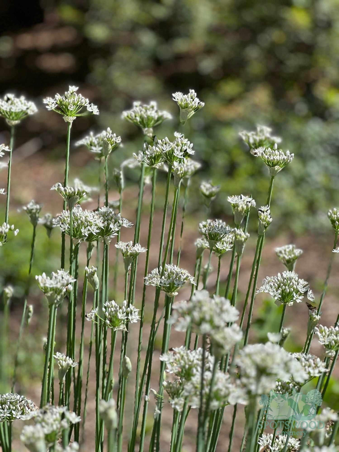 allium-cernuum