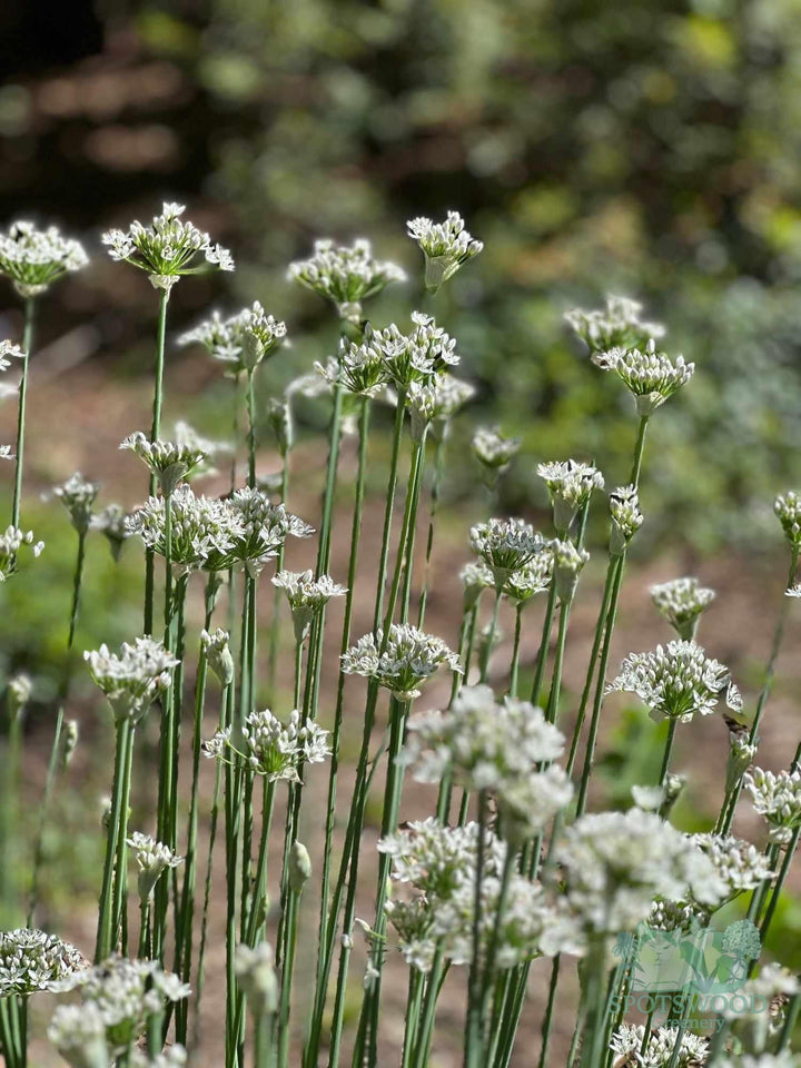 allium-cernuum