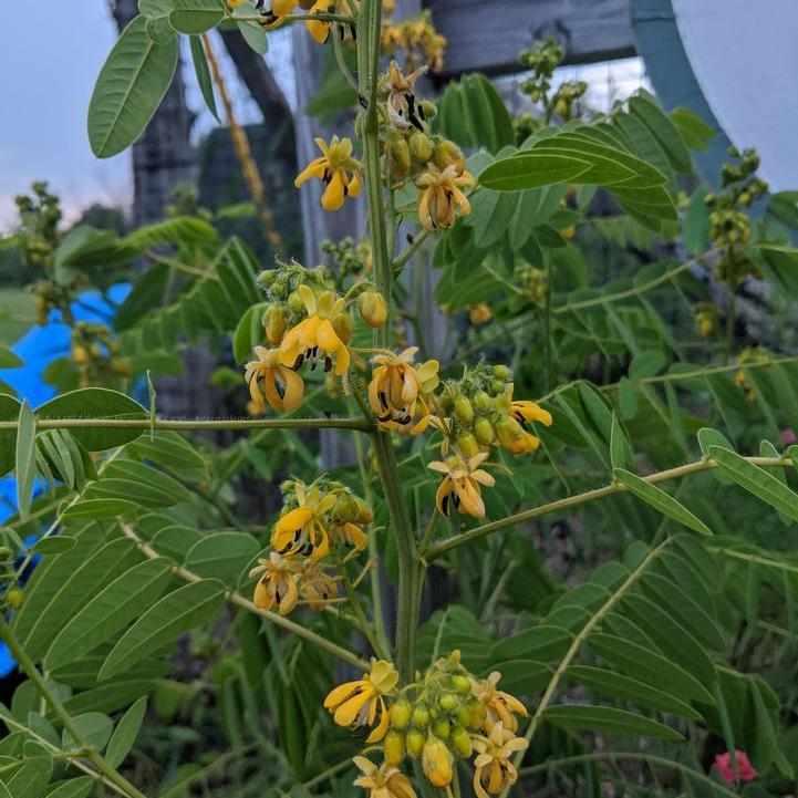 Wild Senna