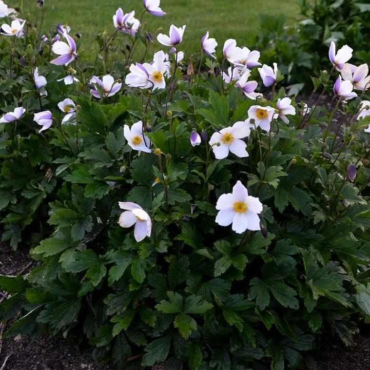 Wild Swan® Hybrid Anemone