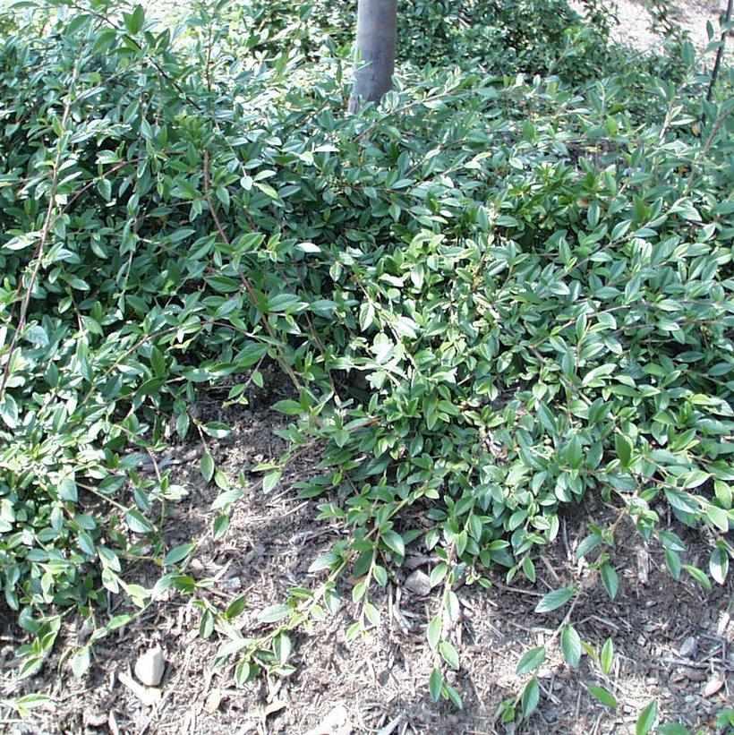 Willowleaf Cotoneaster