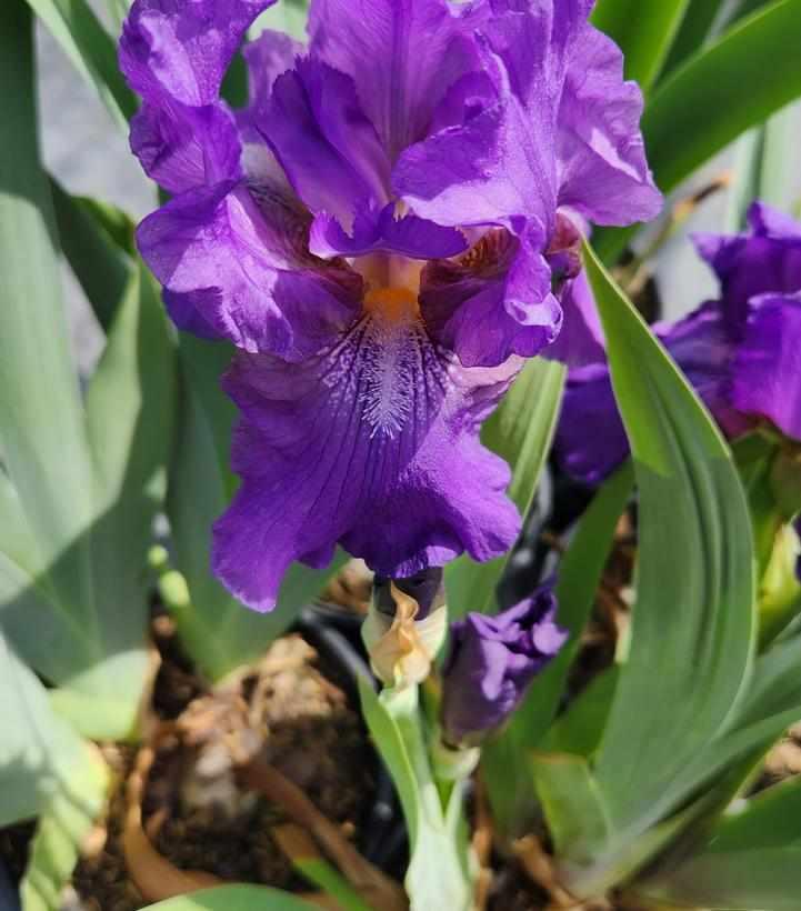 Wine Festival Bearded Iris