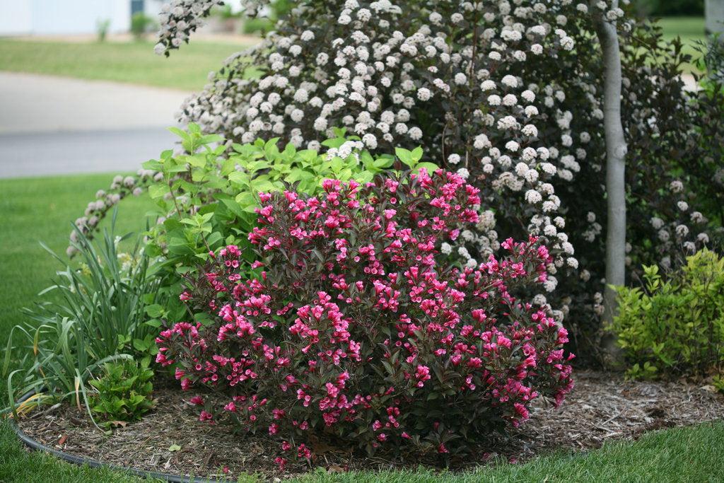 Wine & Roses® Weigela