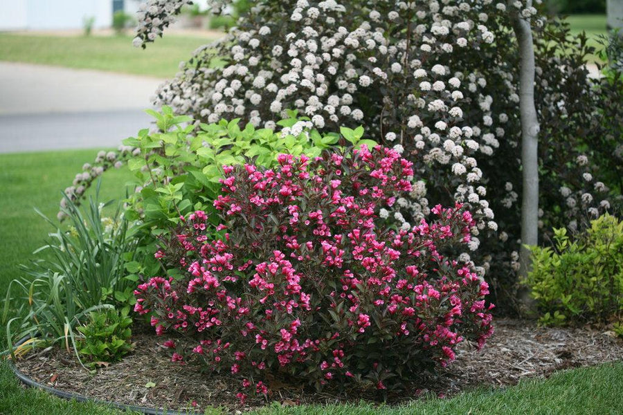 Wine & Roses® Weigela