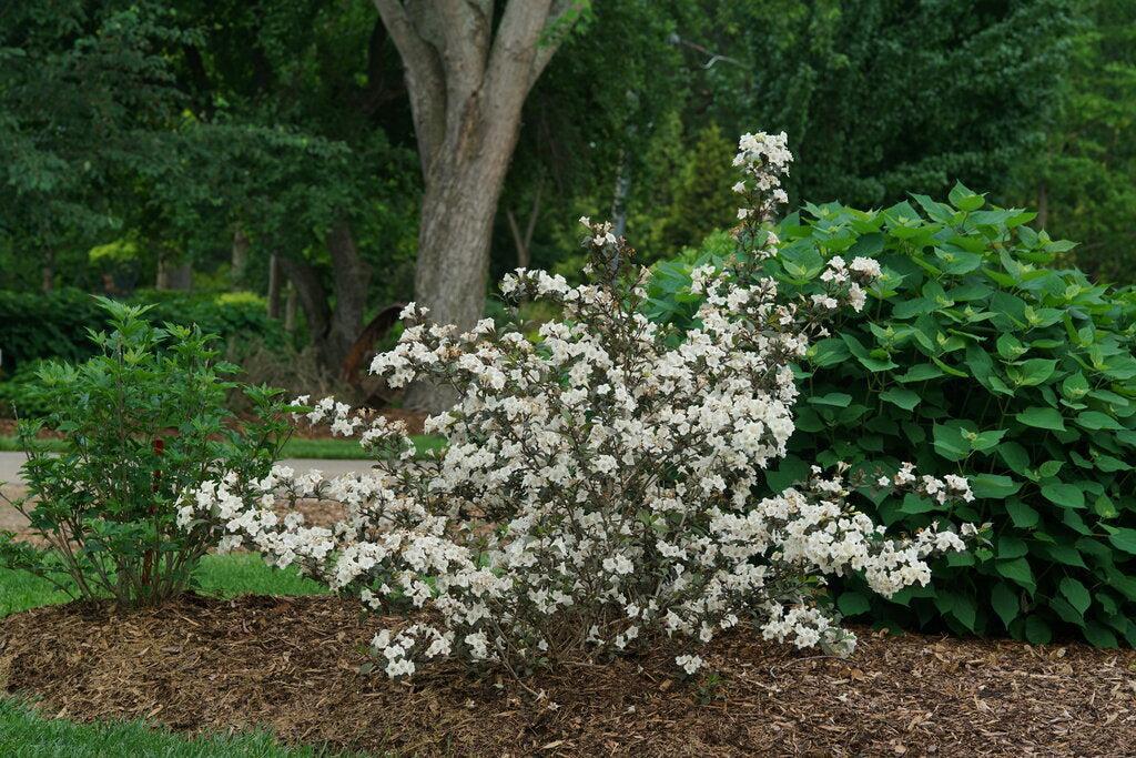 Wine & Spirits® Weigela