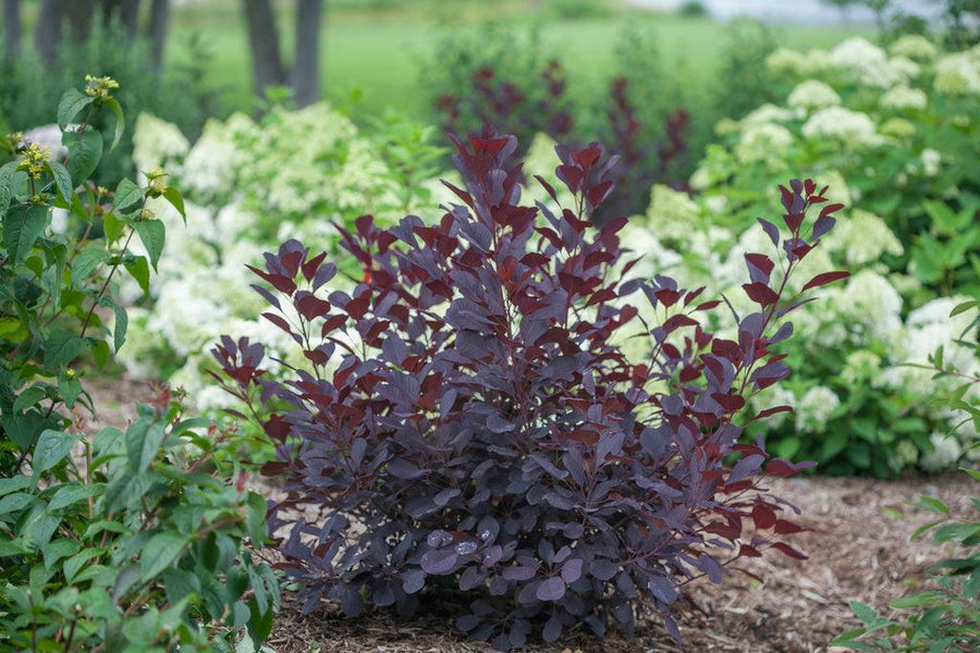 Winecraft Black® Smokebush