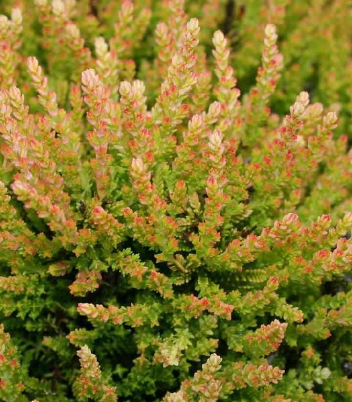 Winter Chocolate Heather
