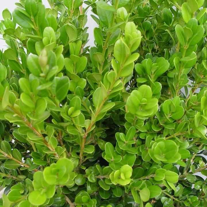Winter Gem Boxwood