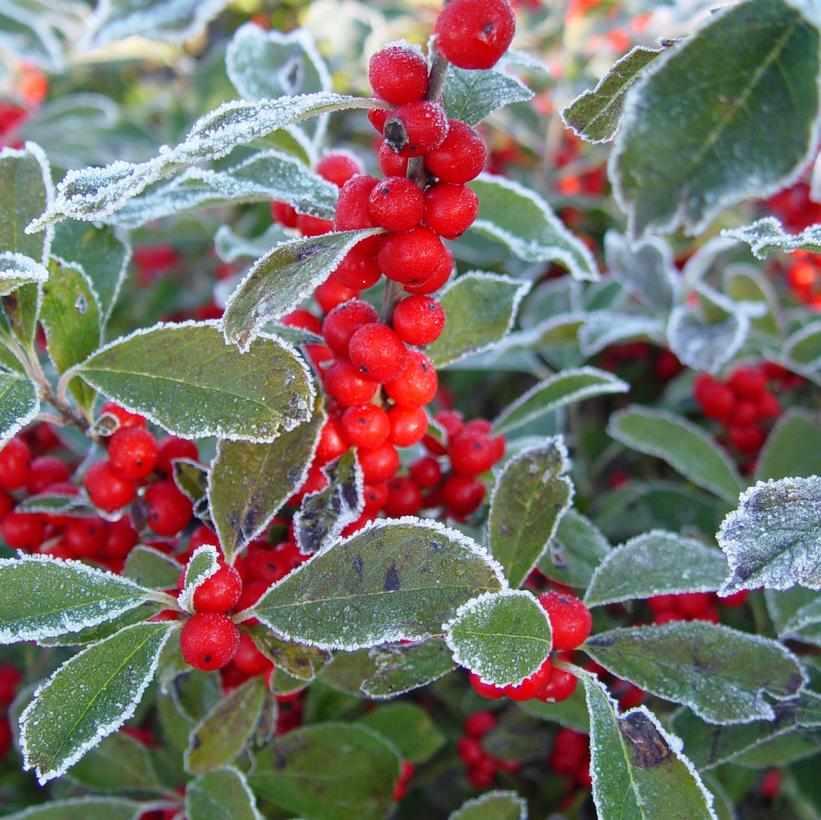 Winterberry