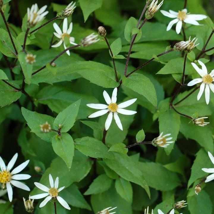 Woodland Aster