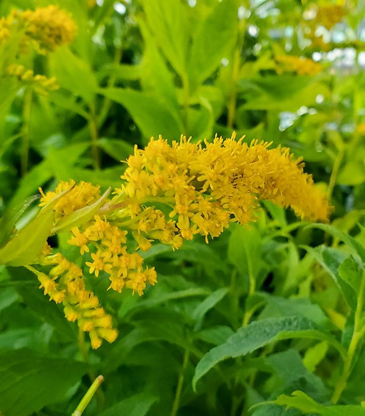 Wrinkleleaf Goldenrod