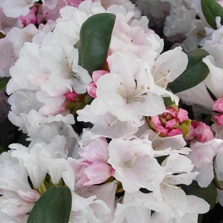 Yaku Princess Rhododendron