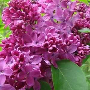 Yankee Doodle Lilac